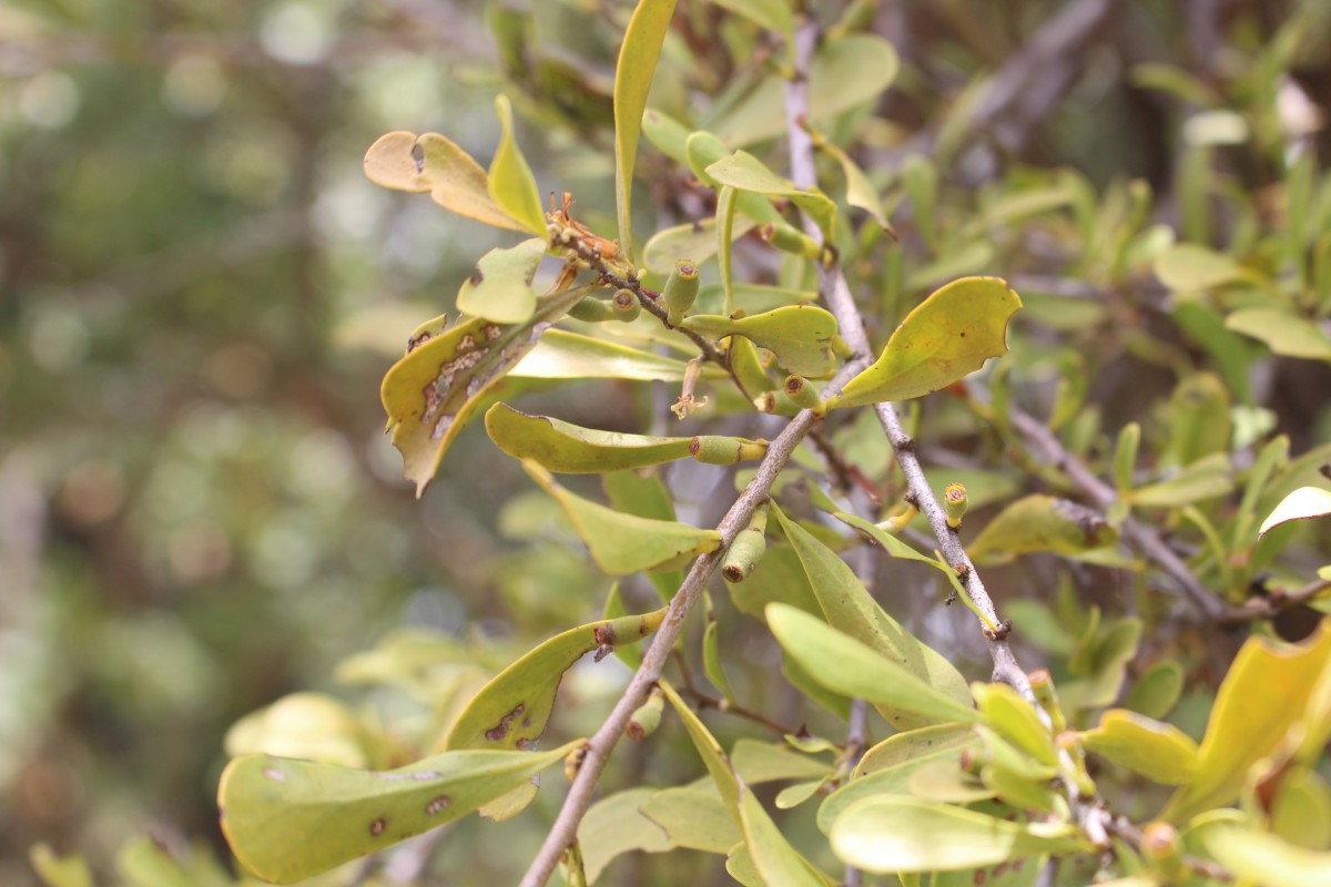 Taxillus cuneatus (B.Heyne) Danser